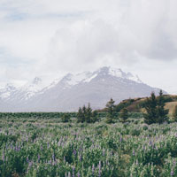 Bluebells, Mountain, Fog, Snow, Meadow